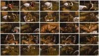 Betty - Farmer Girl Betty\'s Messy Mistake (Cow, Submerging ) Manurefetish.com [HD 720p]