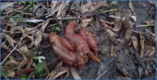 PooAlina's Autumn Forest Defecation - Puking and Piss Drinking