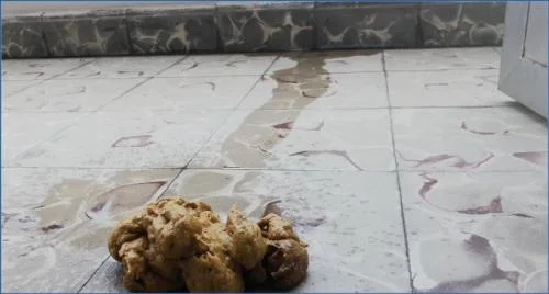 Hardcore Shitting on the Balcony with Badkitty España